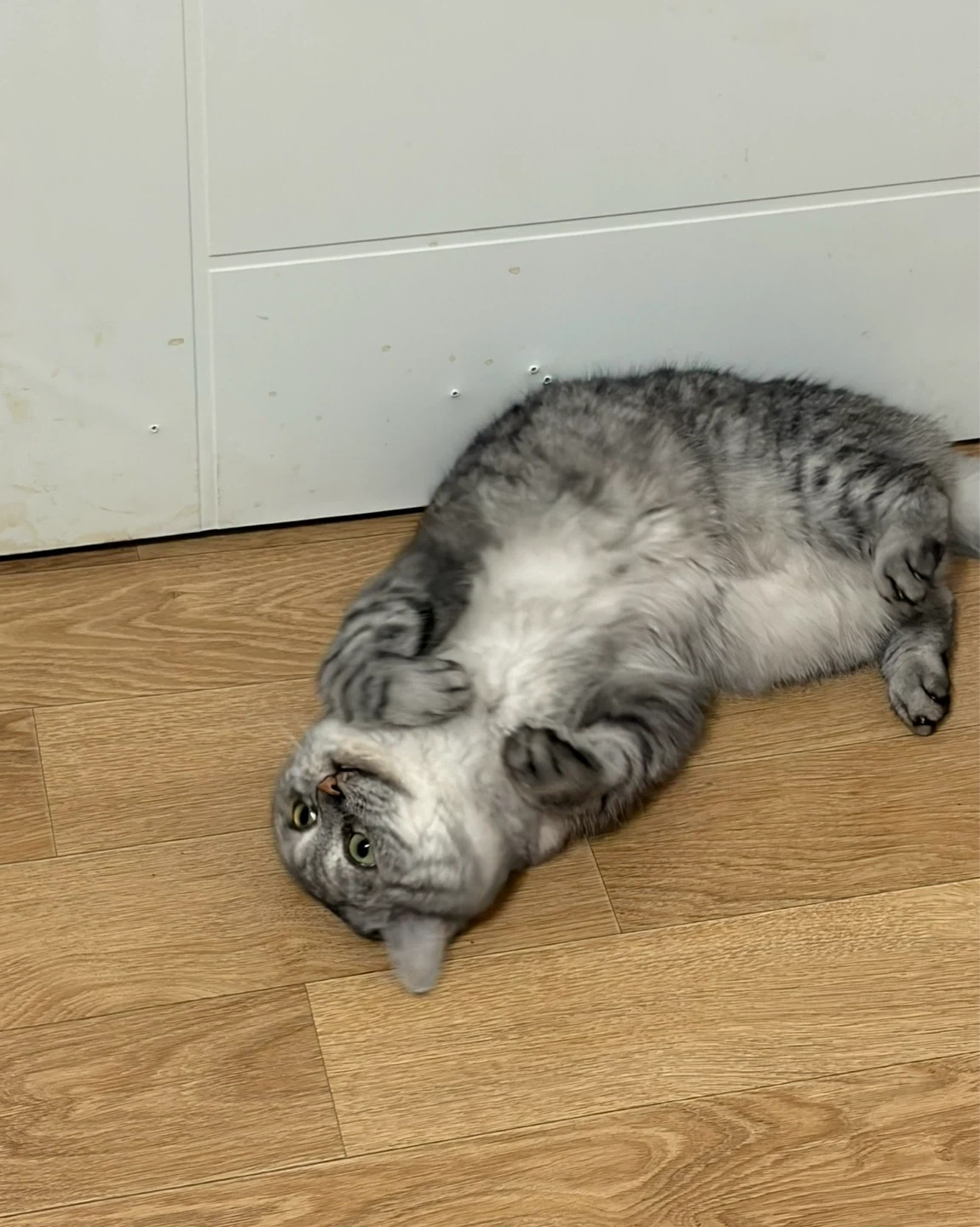 고양이 돌봐주세요