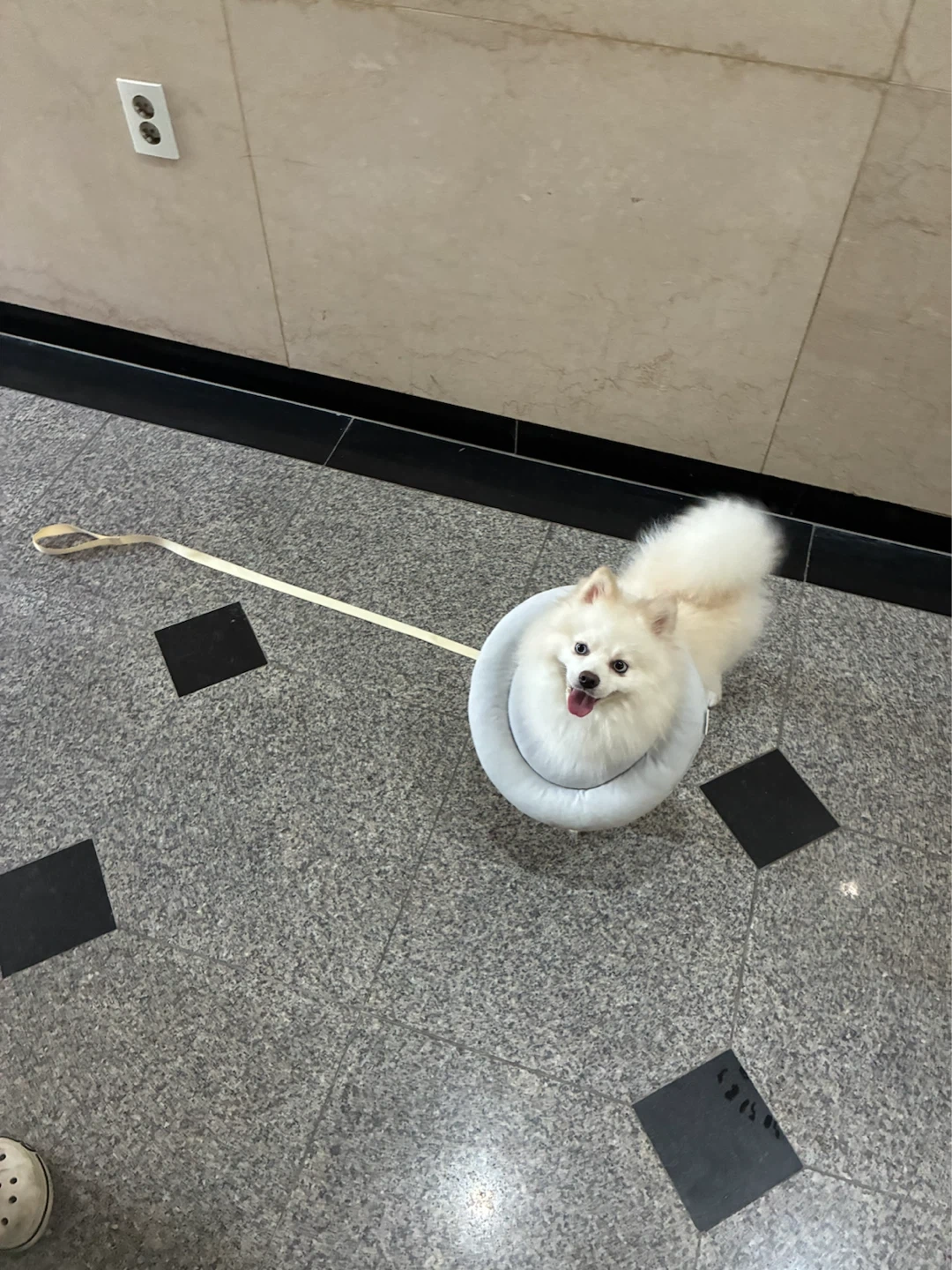 강아지 산책