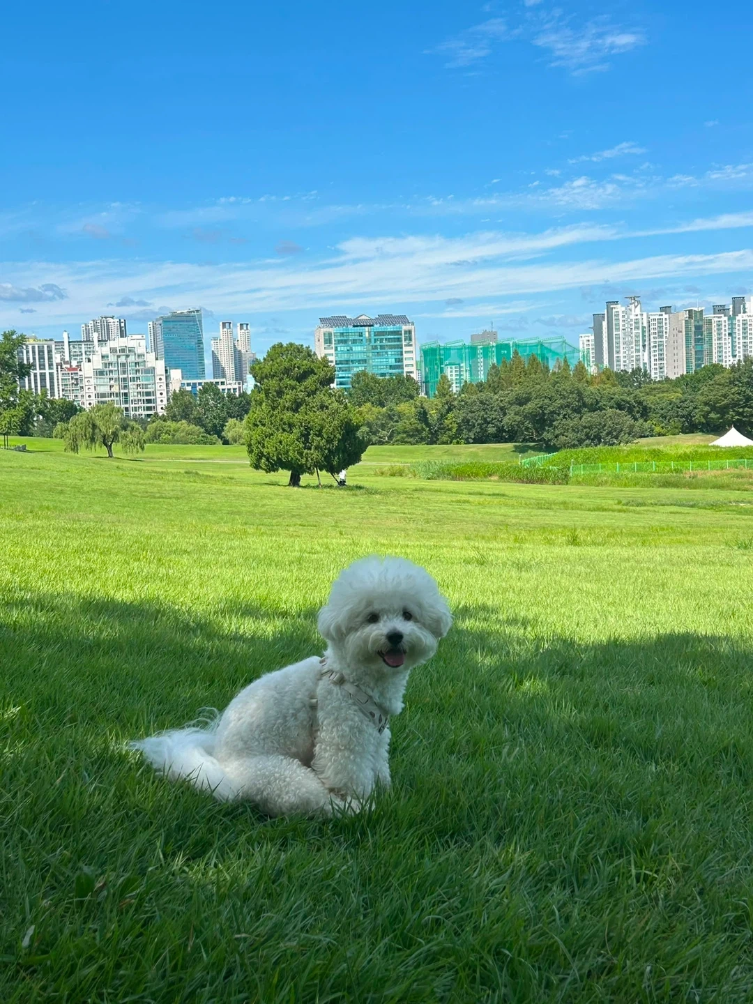 주 3회 강아지 정기 돌봄 구해요