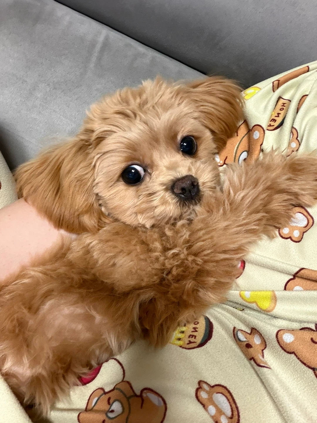 8개월 강아지 돌봄