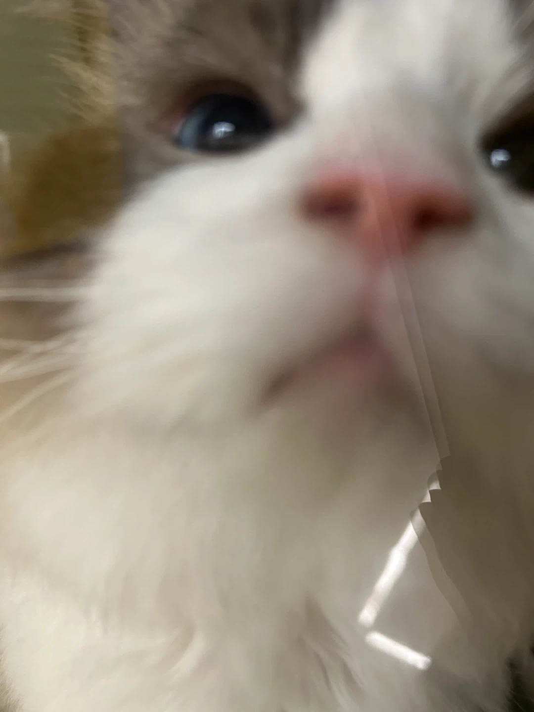 고양이 돌봐주세요. 하루 한시간씩 이틀