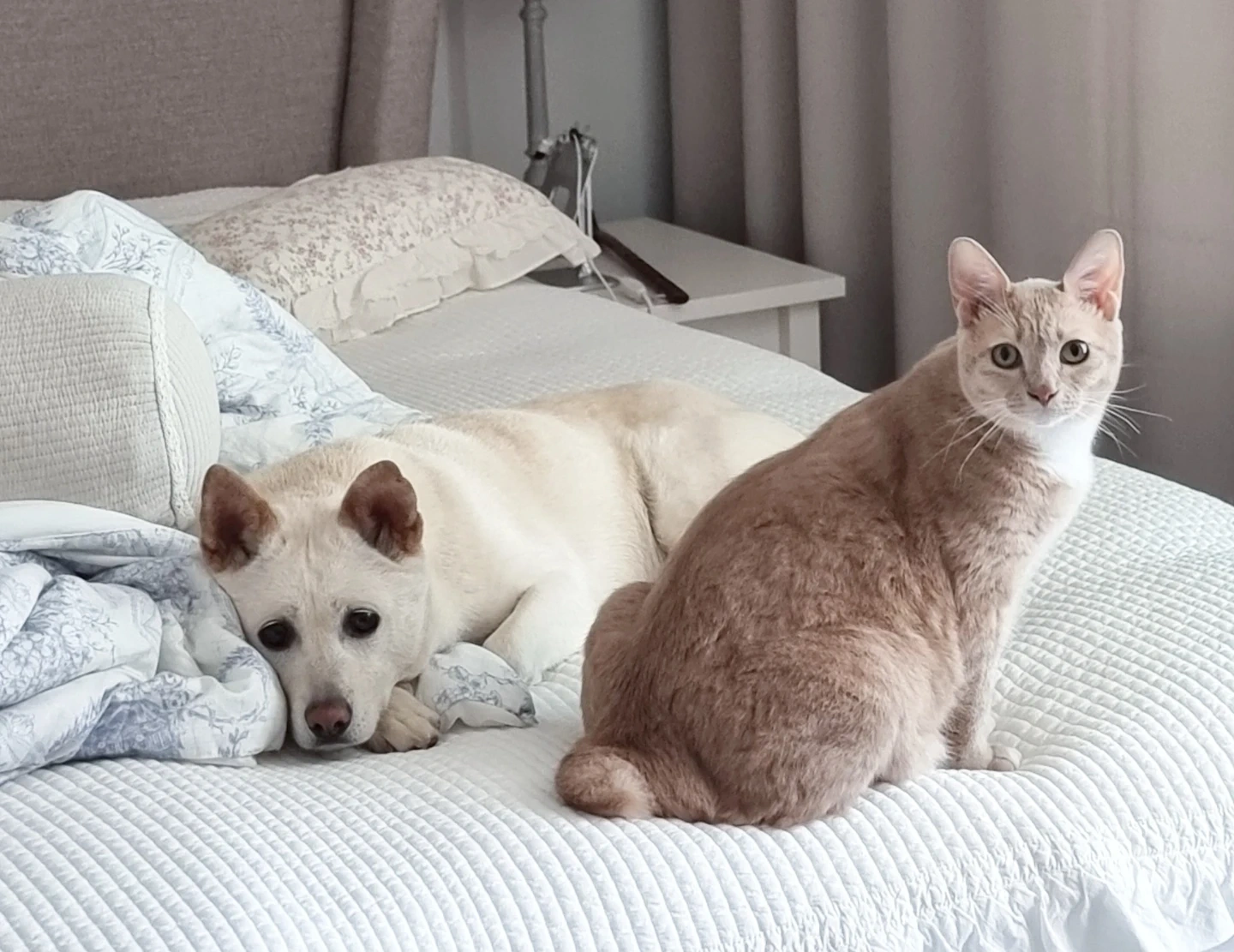 10/31 ~11/02 강아지 고양이 방문케어(여자만)