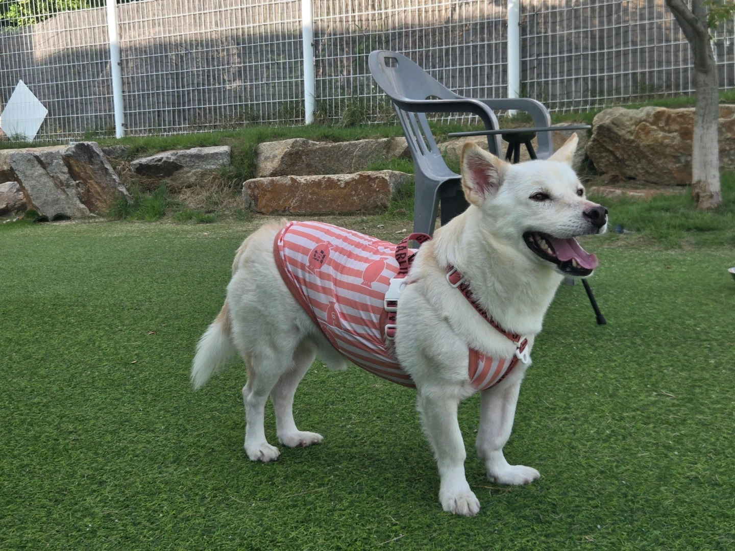 강아지 돌봄 (~12/30까지)