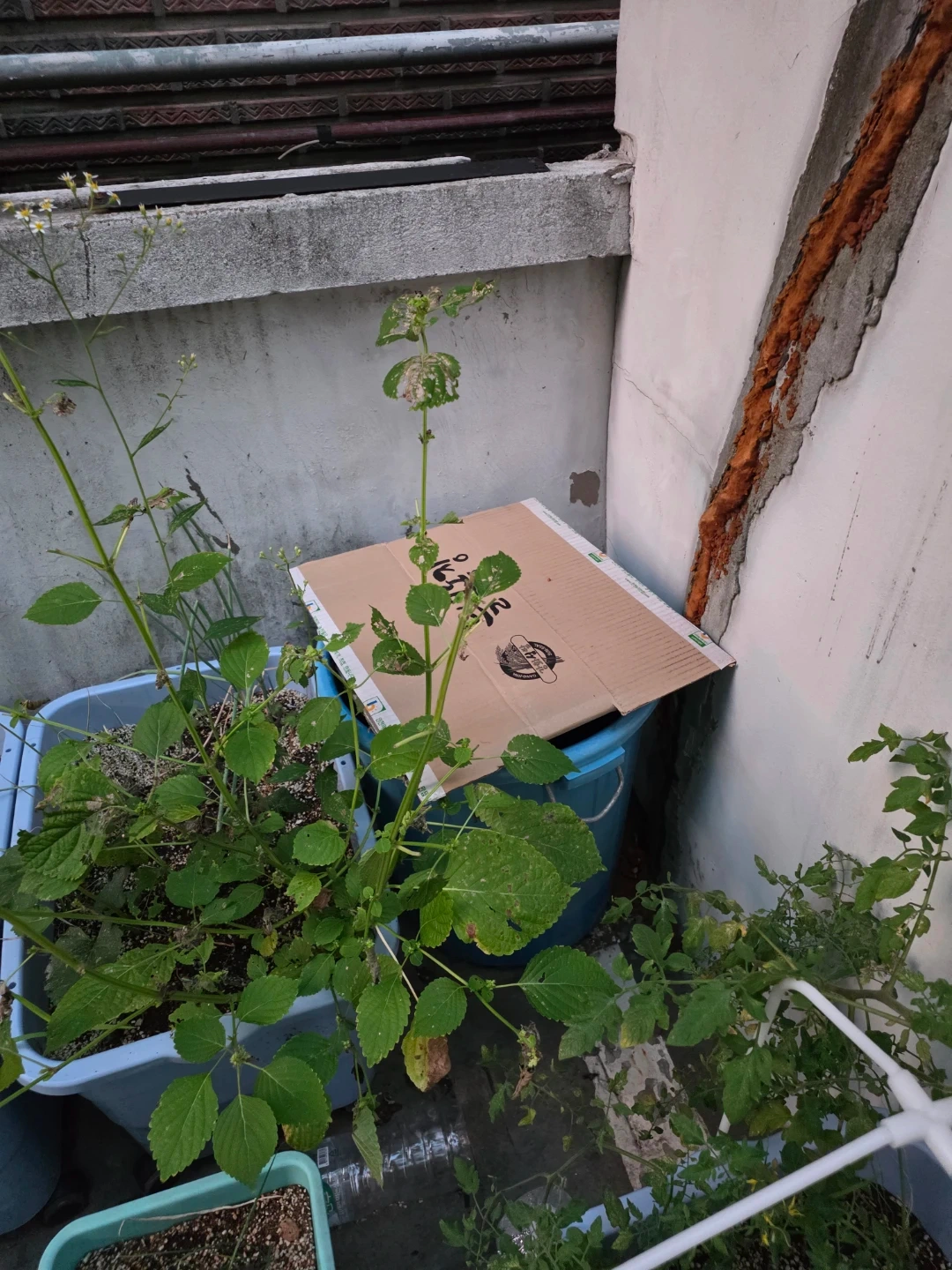 물통에서 죽은쥐 치워주실분 찾아요.물토울 비워주심되고요