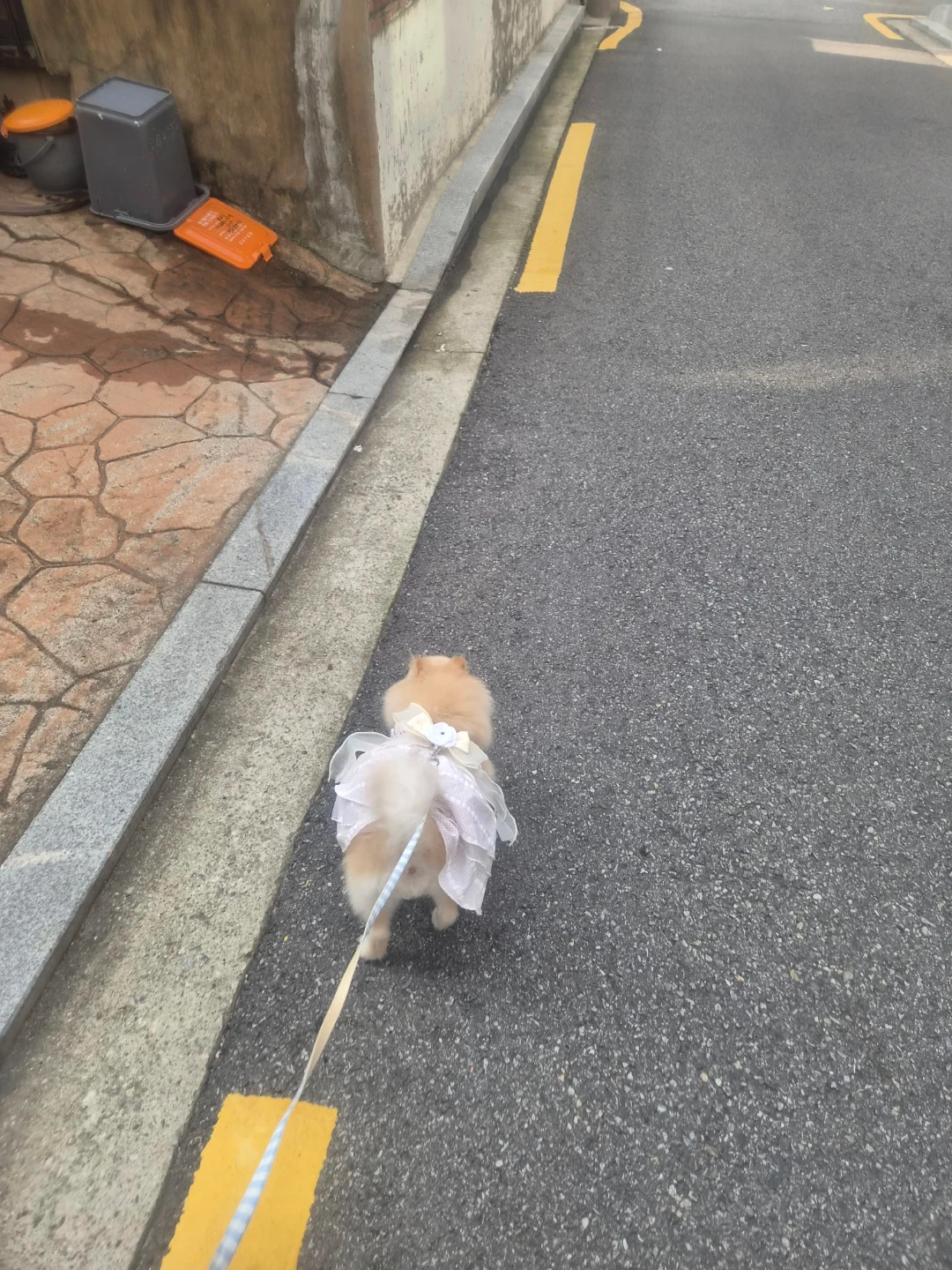 강아지산책 20분 개모차10분 총30분