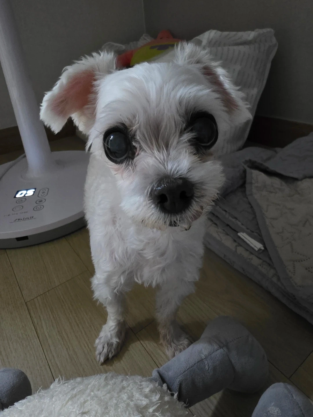 23일 강아지 호텔링,고양이 케어 하실 분 구해요