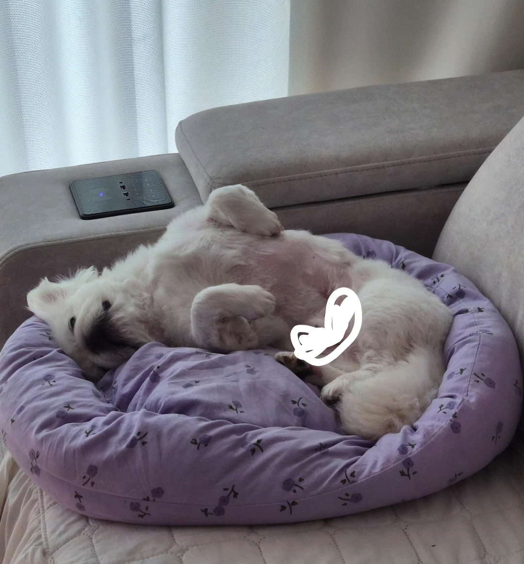 강아지 손발톱 깎는 법 알려주실 분 ㅜㅜ