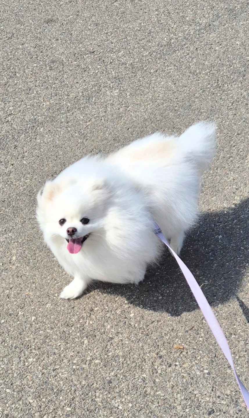 강아지 기내동반 해주실분 구합니다.