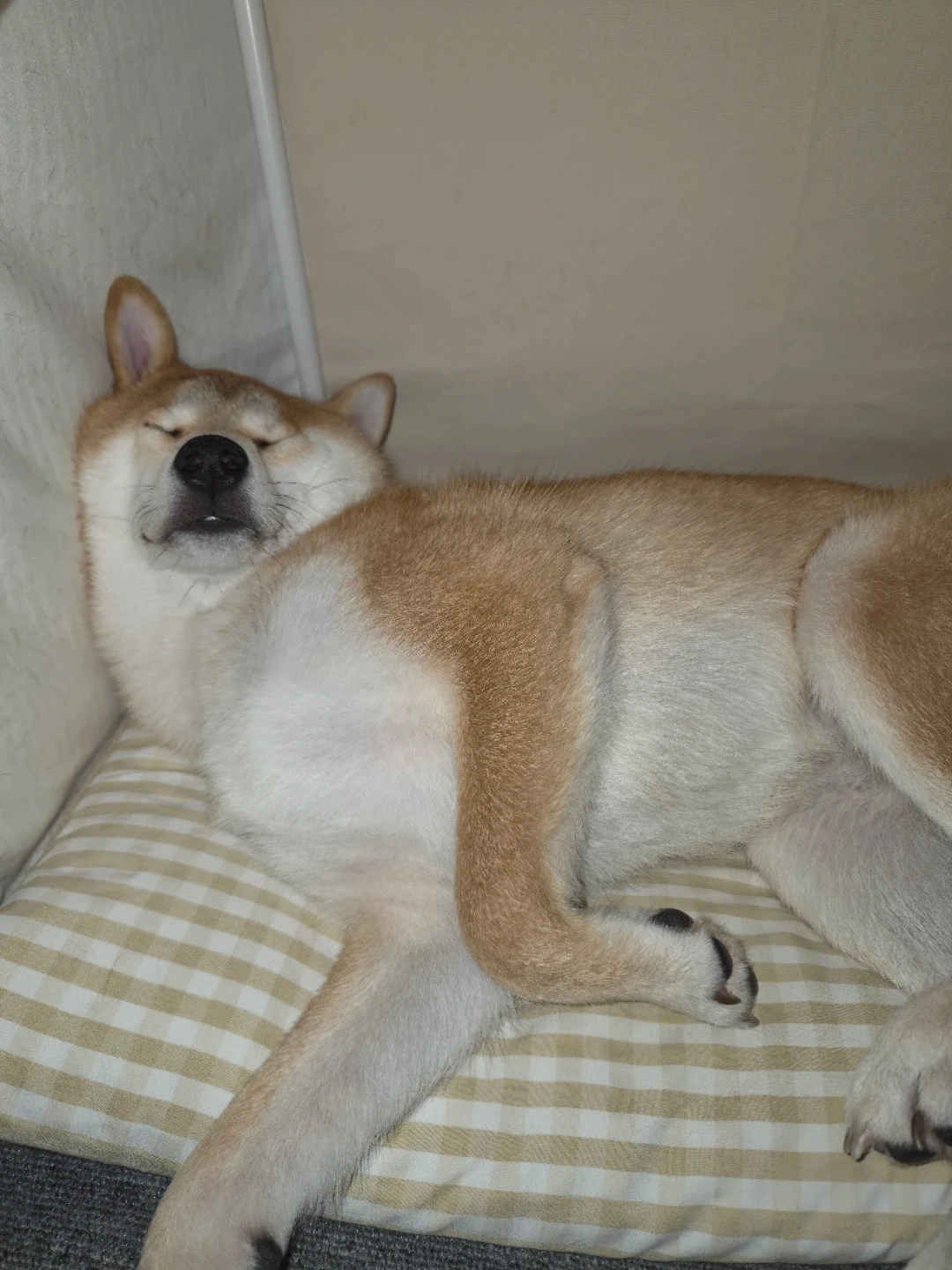 강아지 돌봄