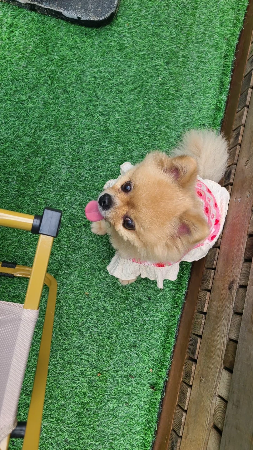 10월17,18일 강아지 돌봐주실분