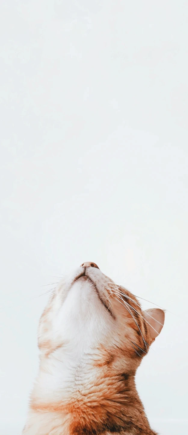 소방전기 식구 구해요