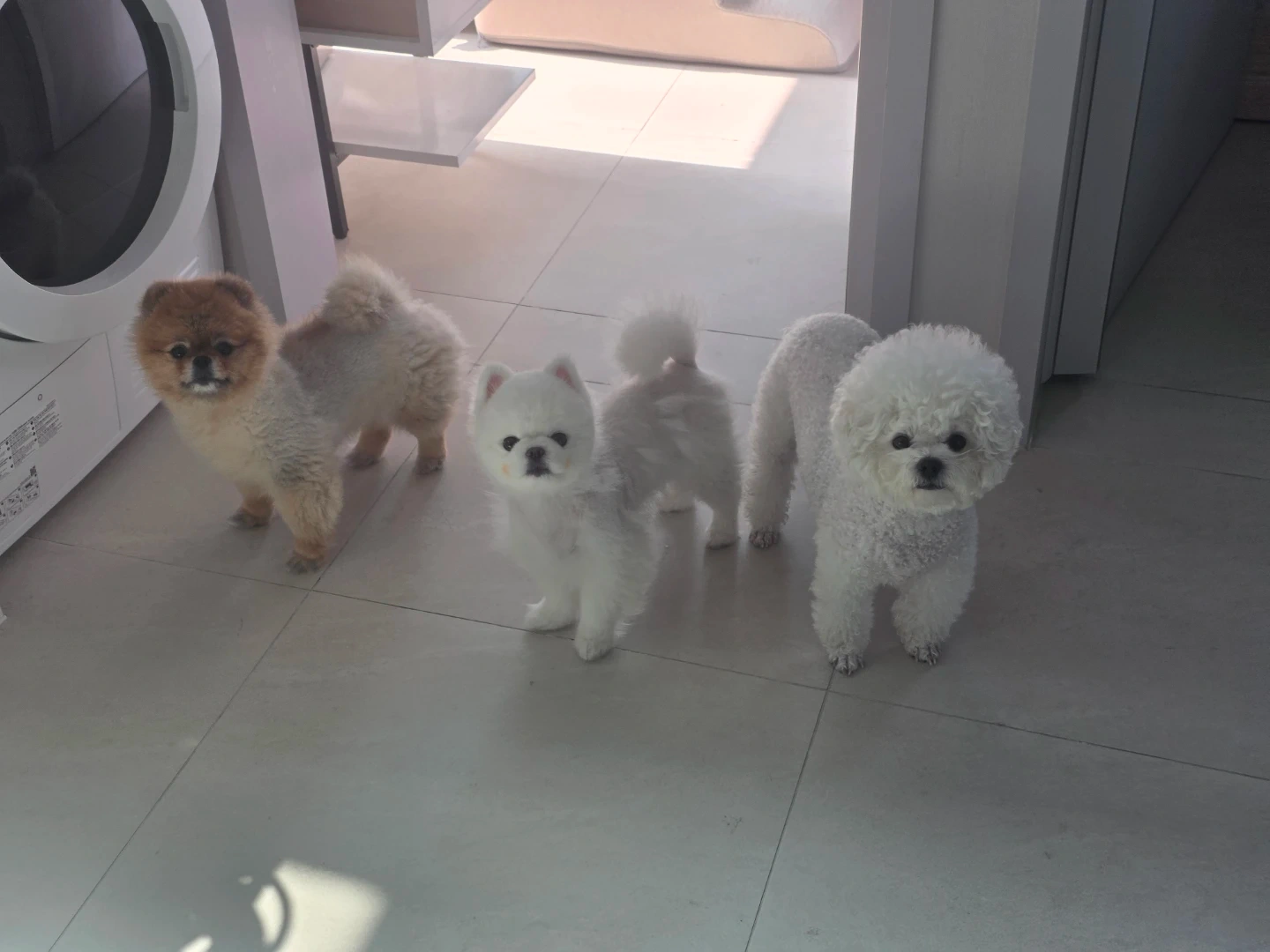 강아지 3마리 배식 , 산책 해주실분!