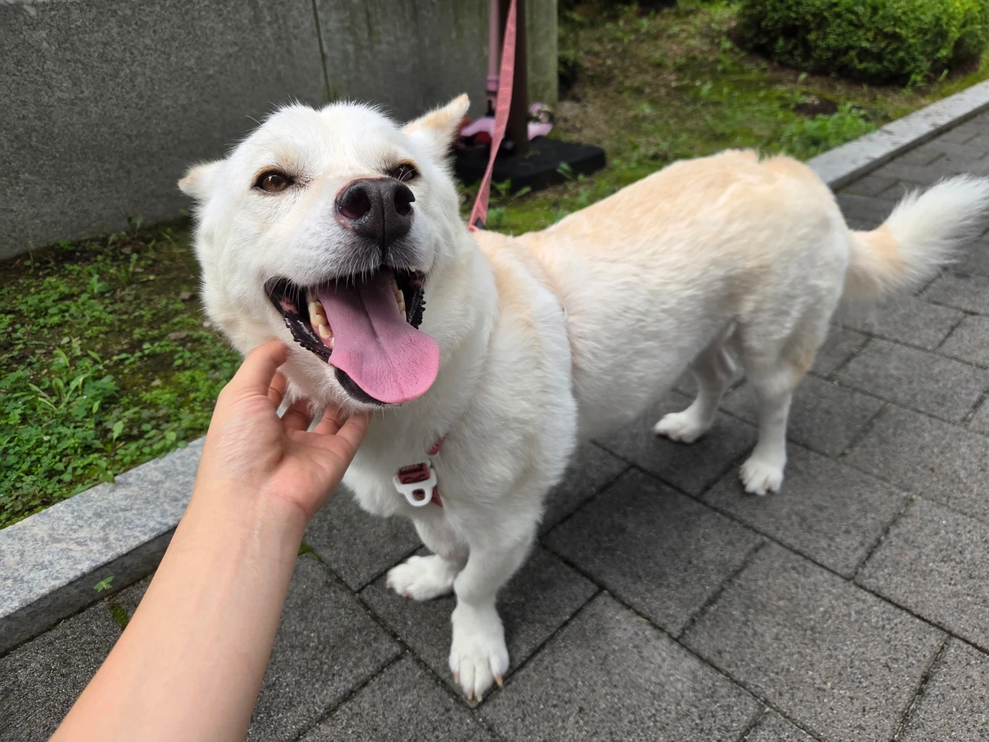 강아지 돌봄 (~12/30까지)