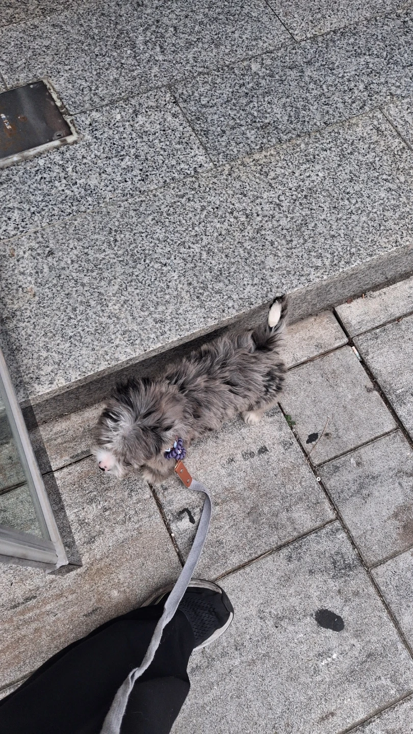 강아지 돌봐주실 분 구해요