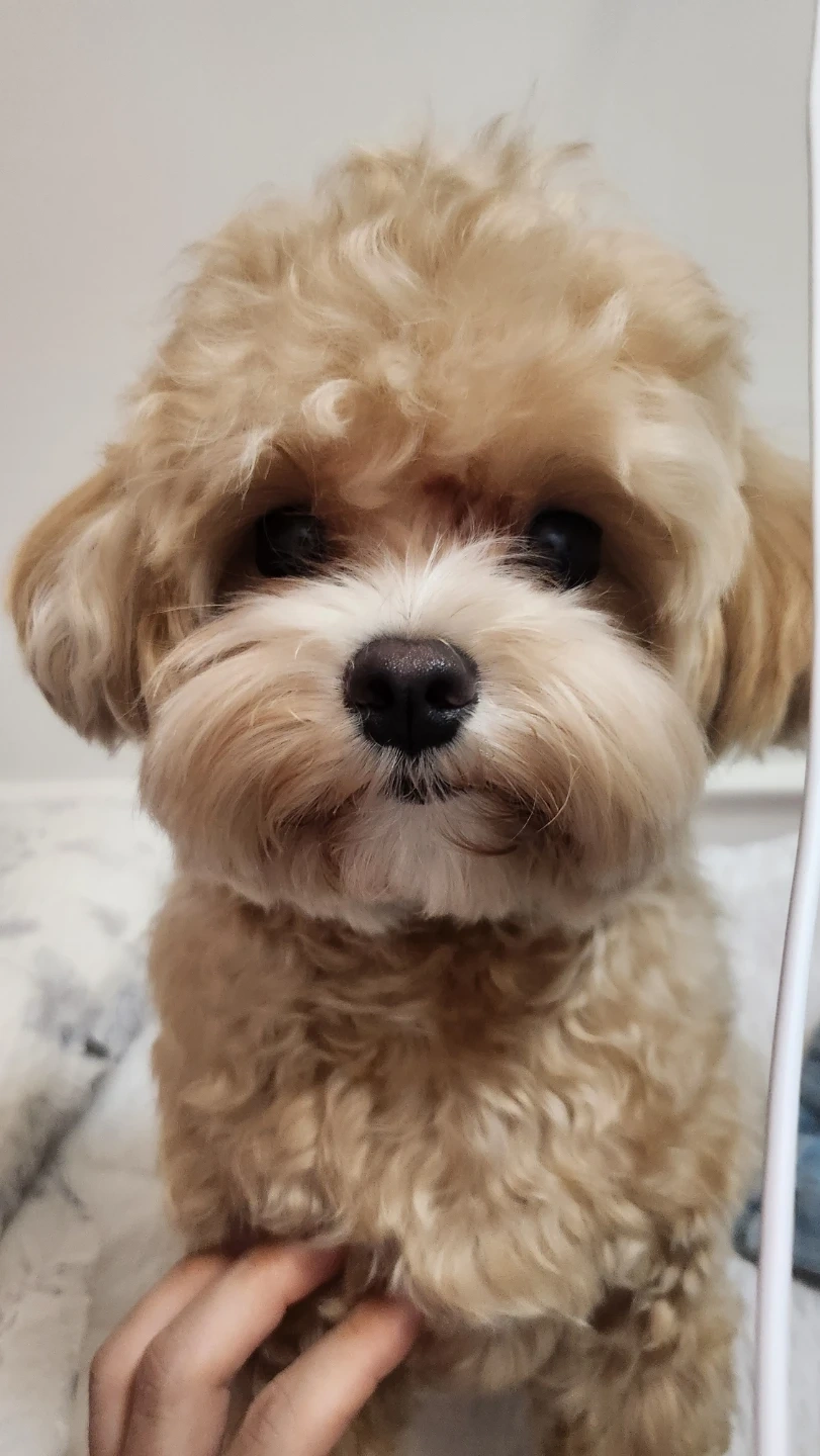 추석당일 강아지봐주실분
