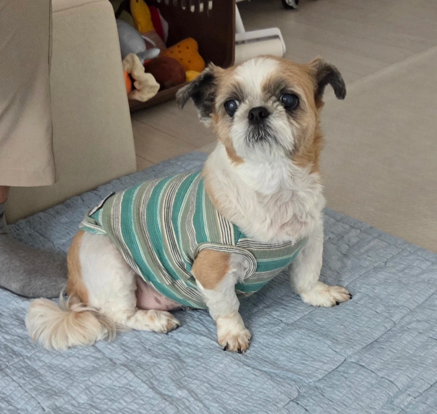 팻시터분 구합니다