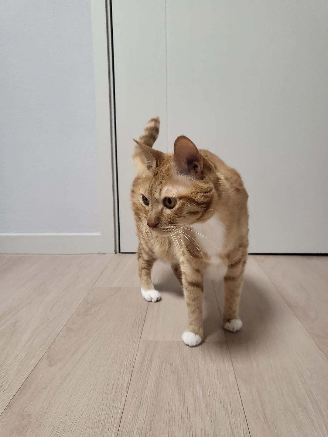 추석 고양이 펫시터
