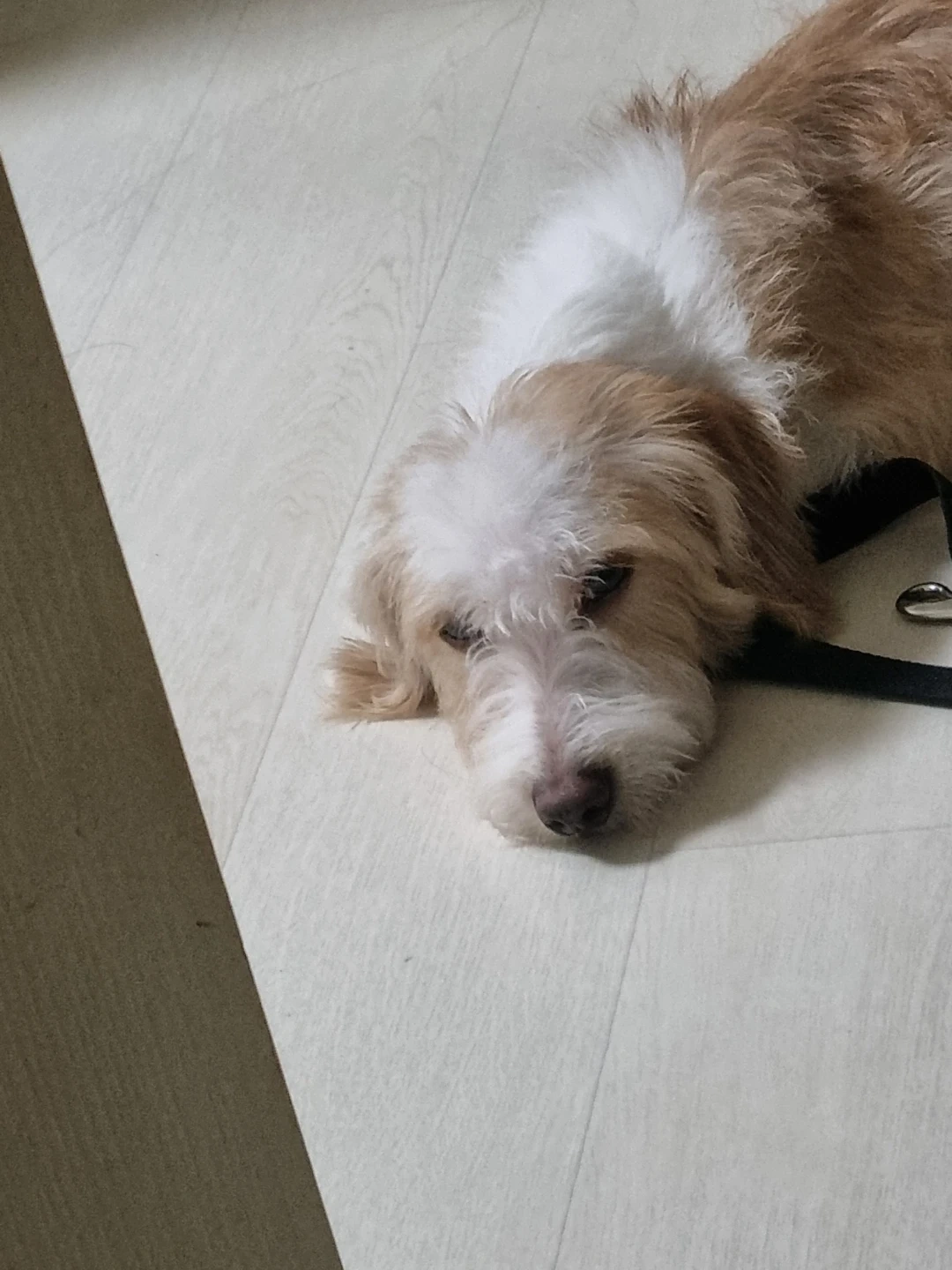 강아지 돌봐주실분