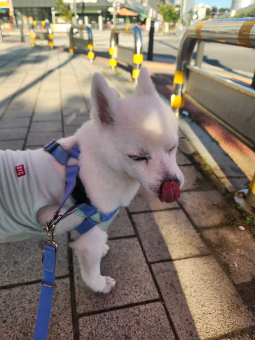 강아지 산책 알바