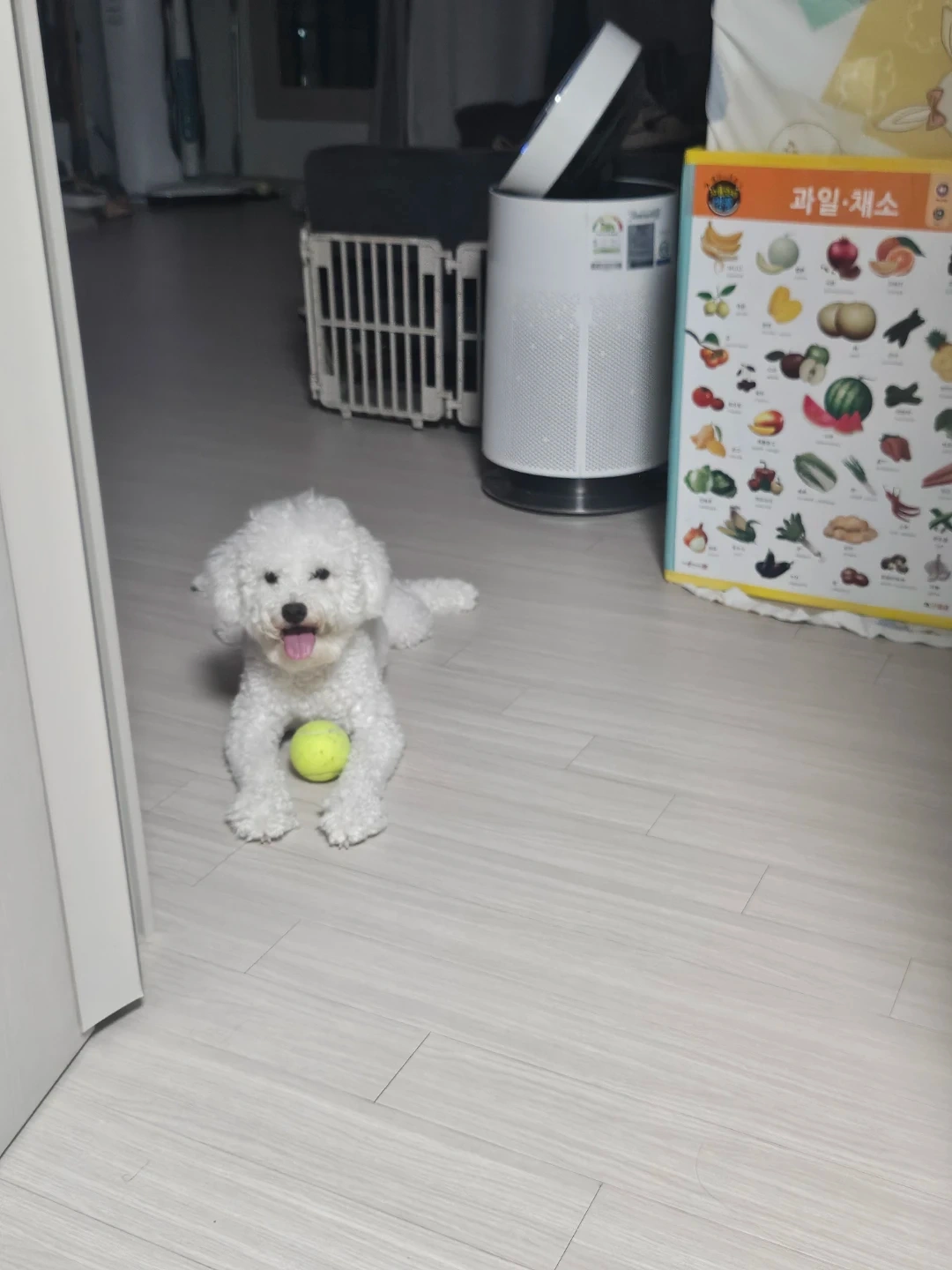 강아지 돌봄 구합니다