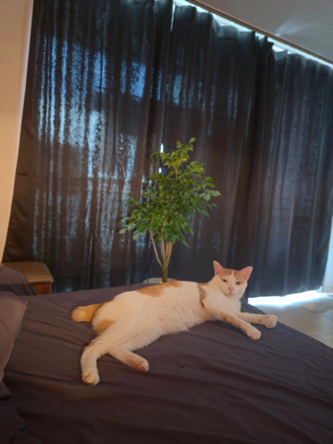 추석 고양이 방문돌봄