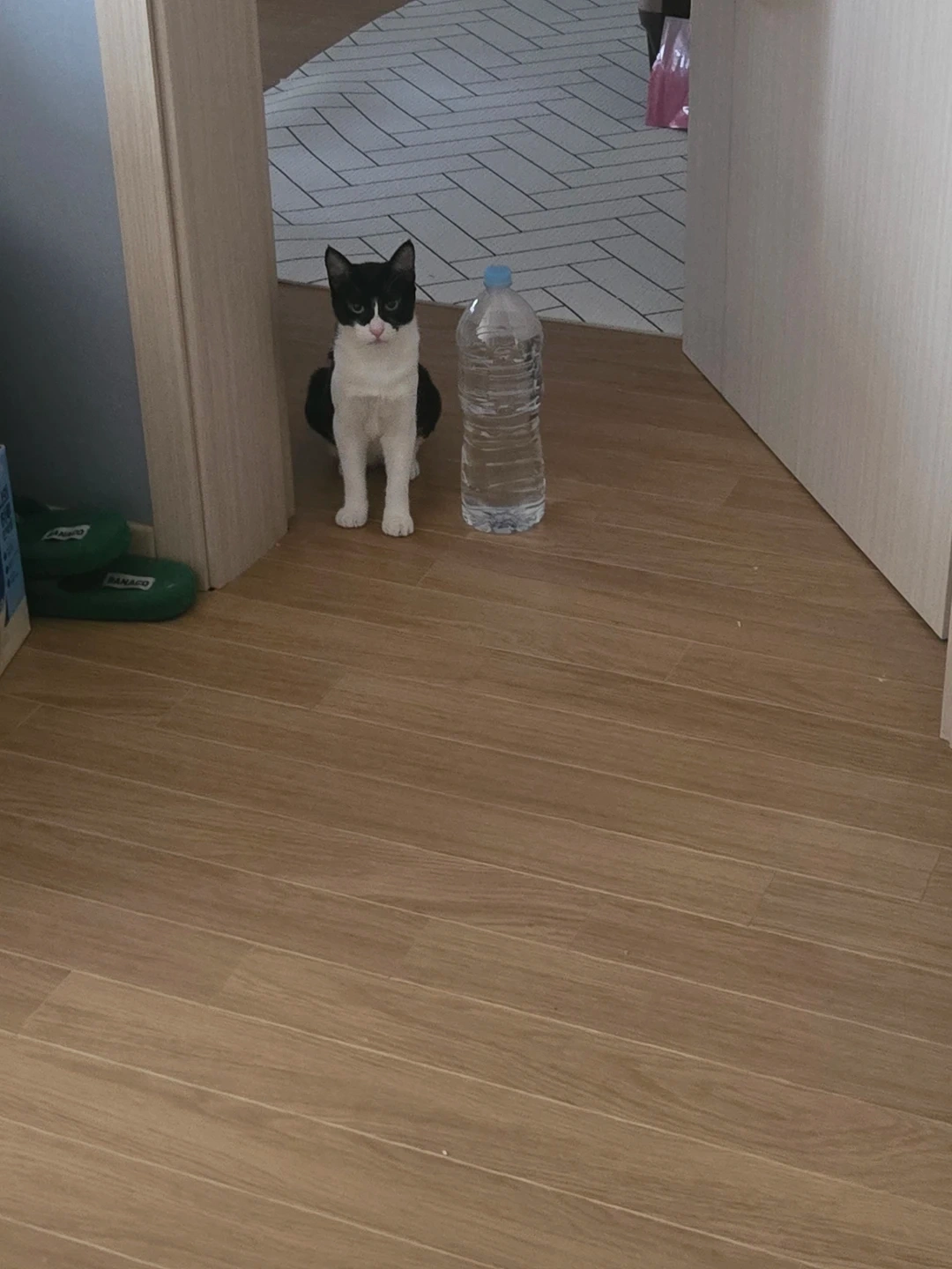 고양이돌봄 구합니다