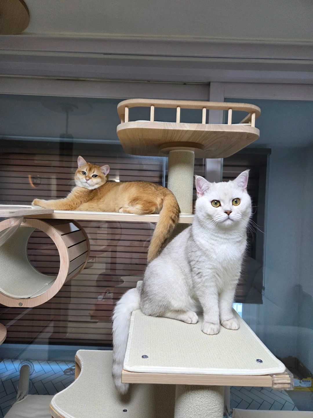고양이 돌봄
