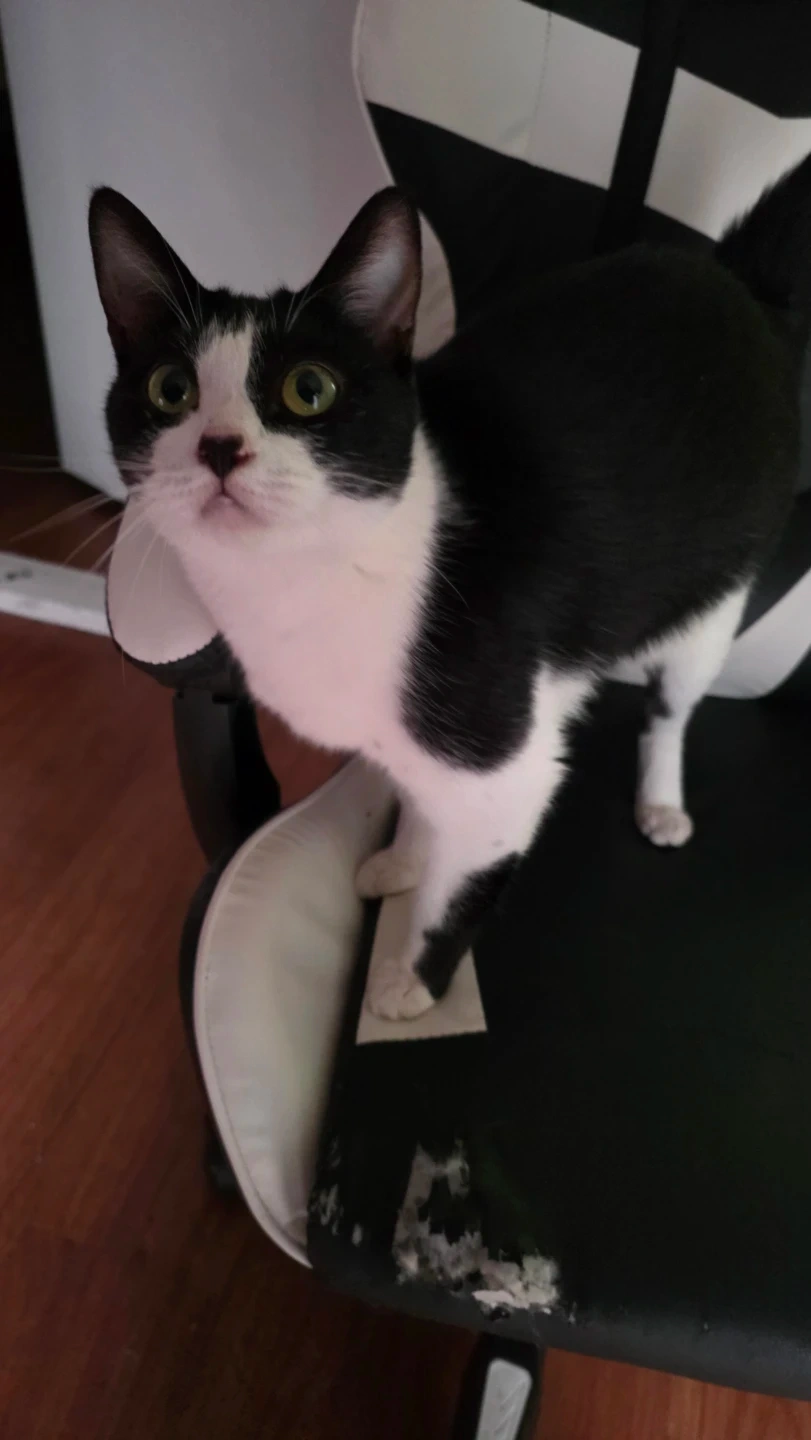고양이 임시 탁묘