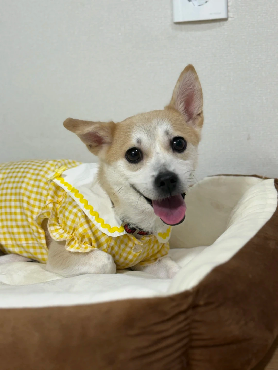 강아지 돌봄 (~12/30까지)