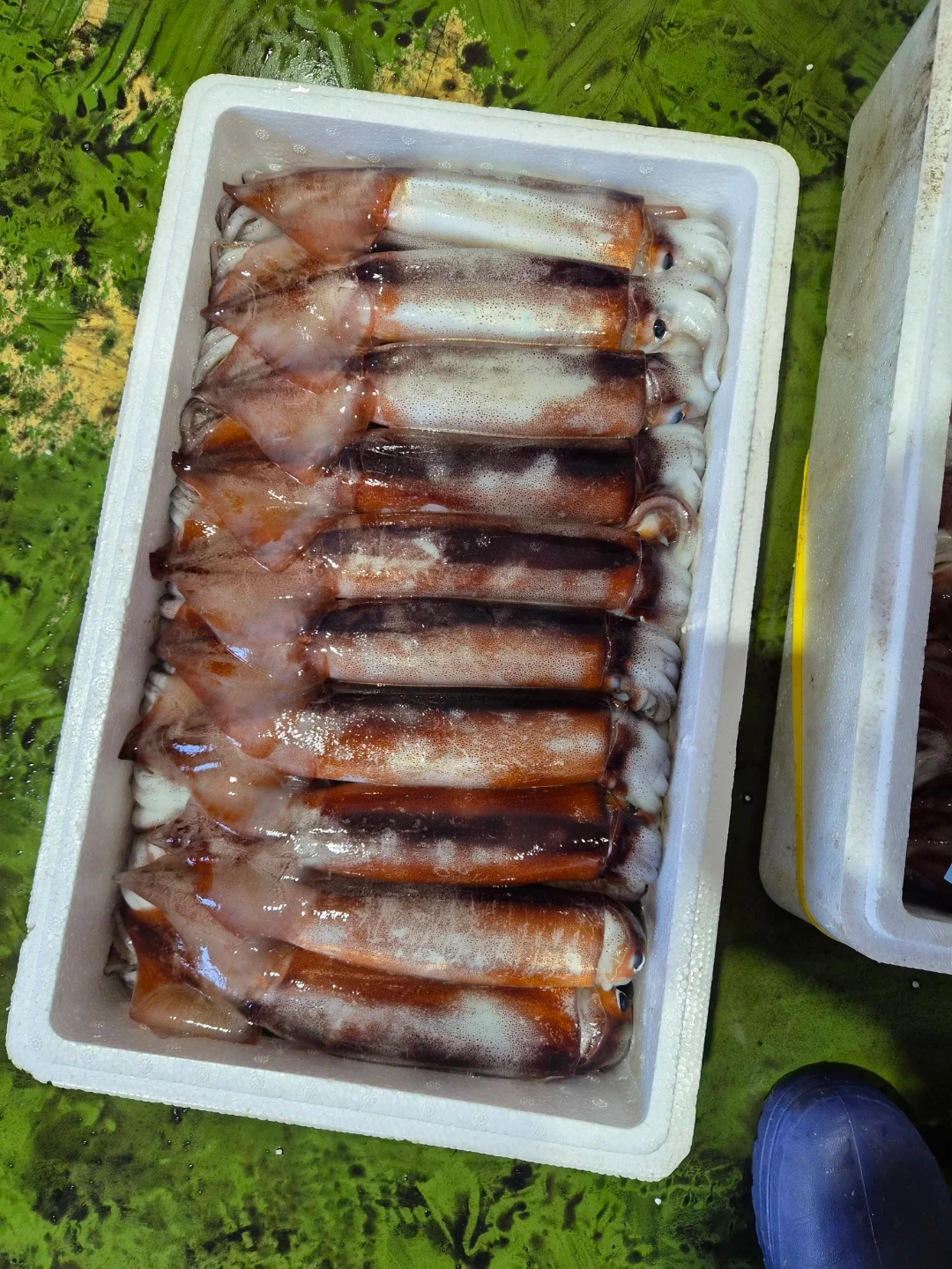 찌니네생선가게 직원또는 알바모집