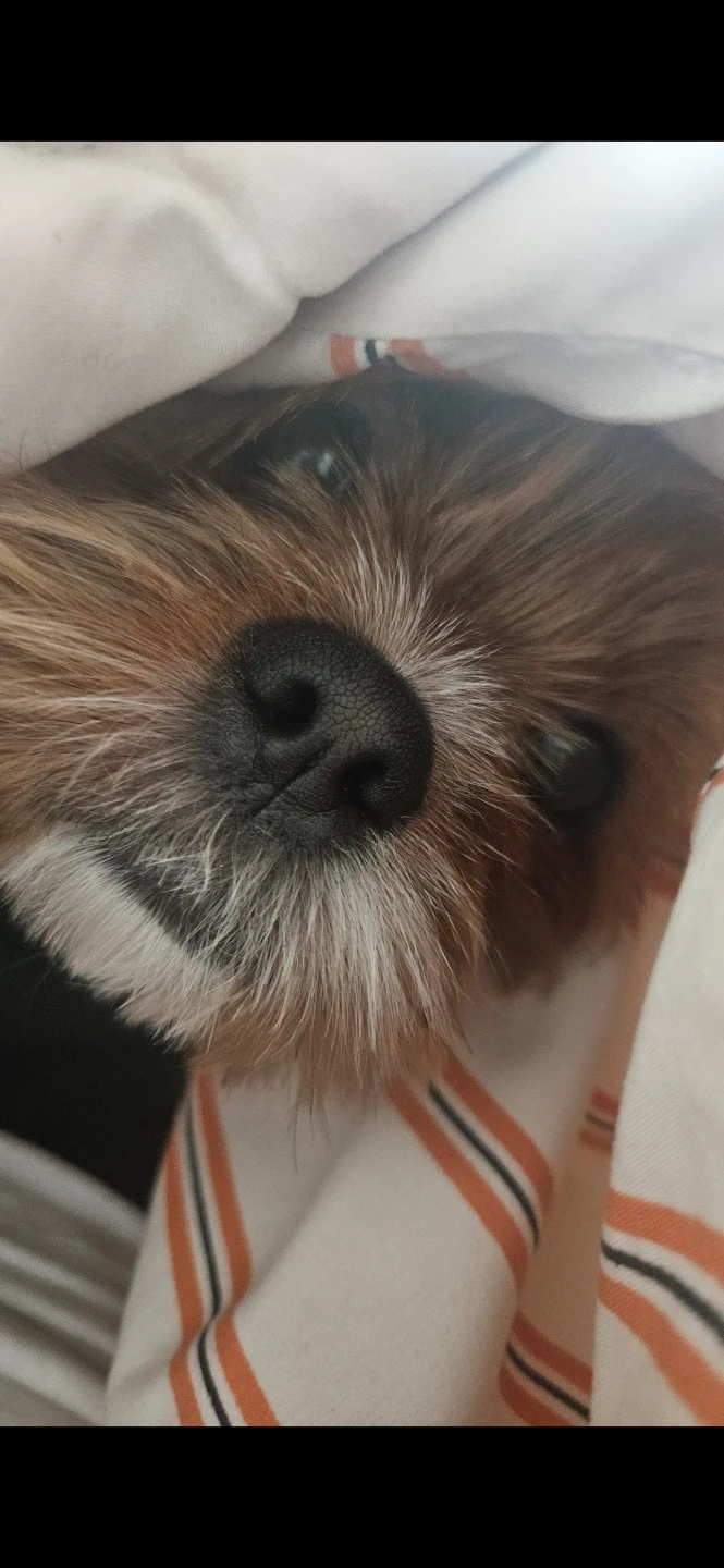 귀여운 모카 돌봐주실분 구합니다!