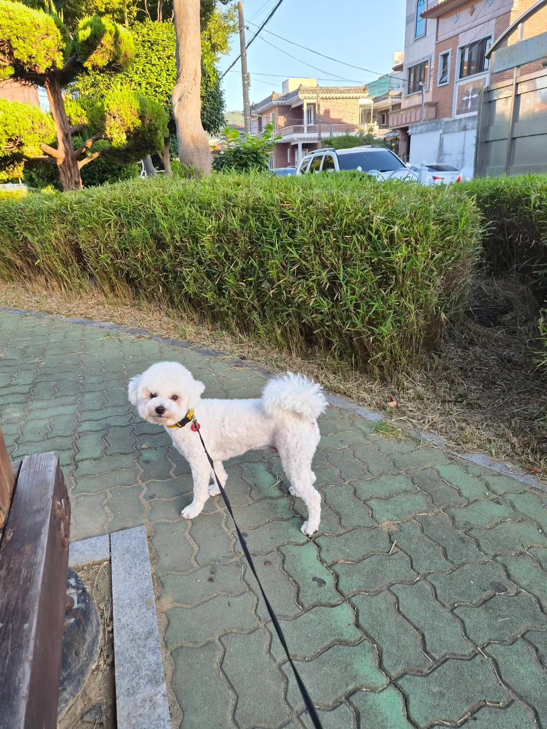 친화력 넘치는 비숑 1살 강아지 평일 산책 및 돌봄