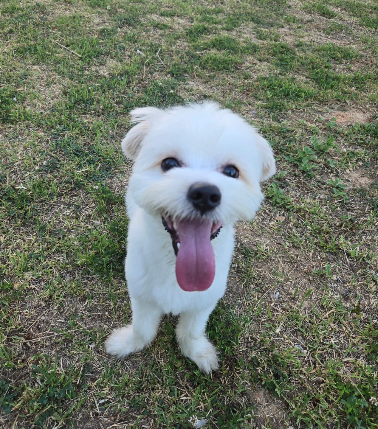 강아지 맡아주실분 ㅠ