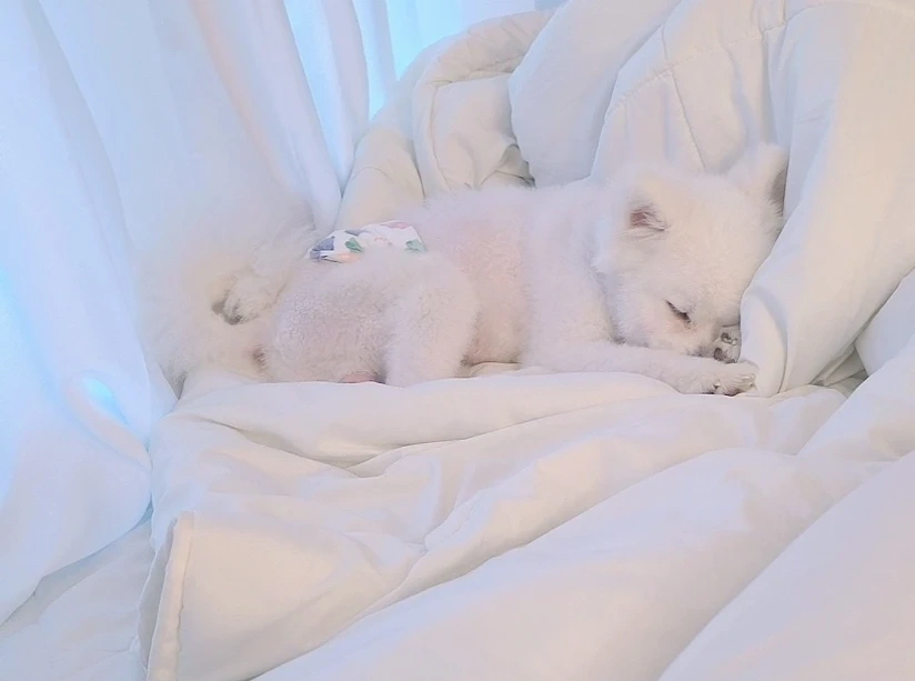 강아지 하루만 돌봐주실분?
