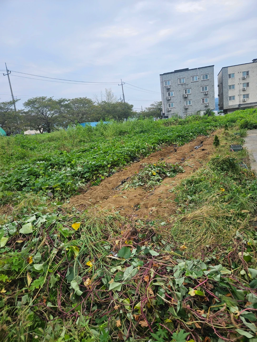정미면 (신성대학교앞)고구마 기계 가져와서 캐주실분