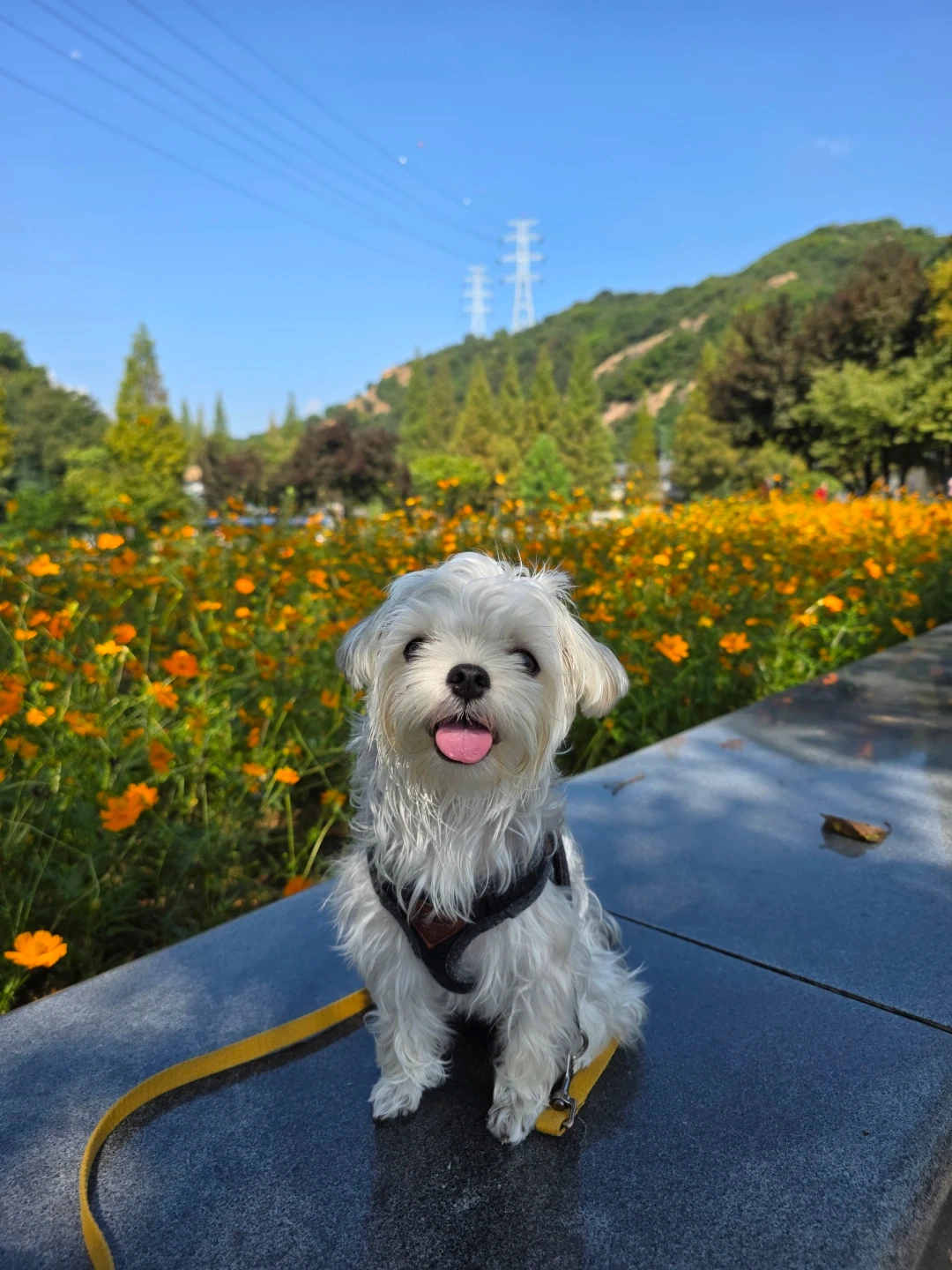 소형견 픽업.드랍 10월부터