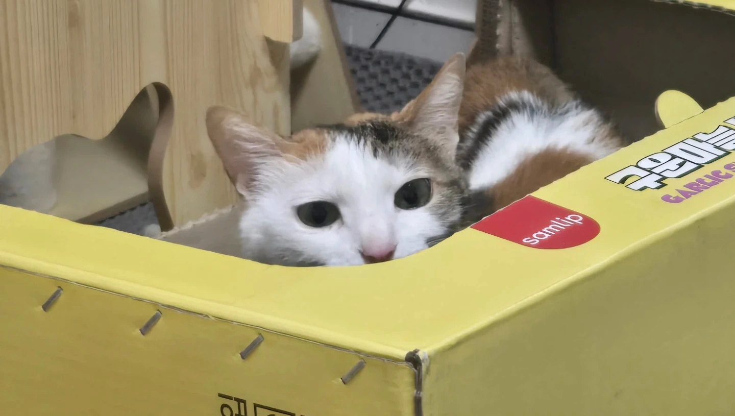 추석연휴 고양이 돌봄 해주실분 구합니다.