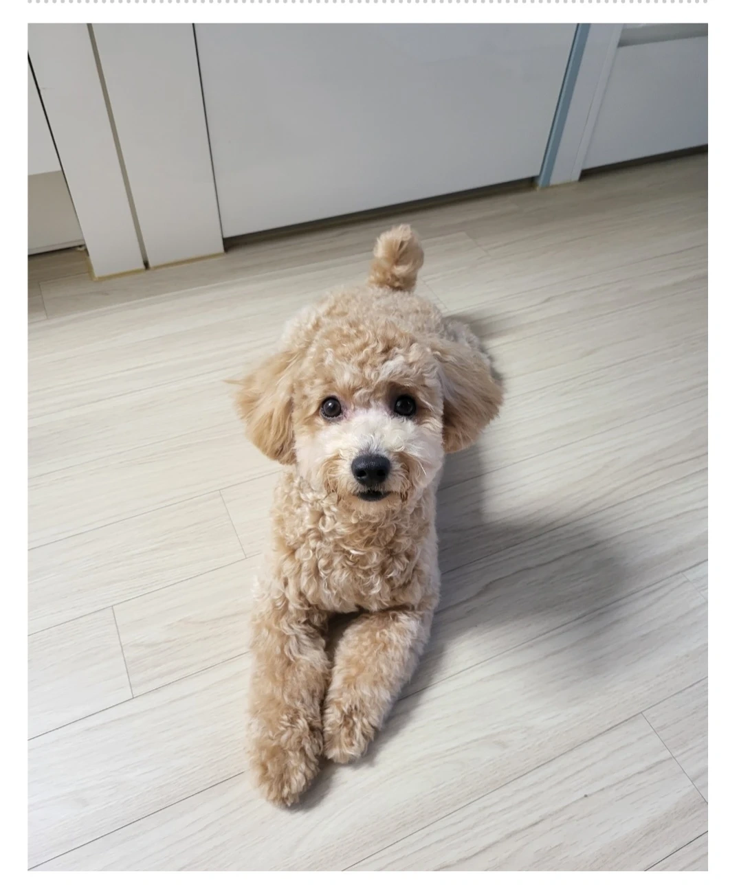 강아지 산책,돌봄 알바 구해요