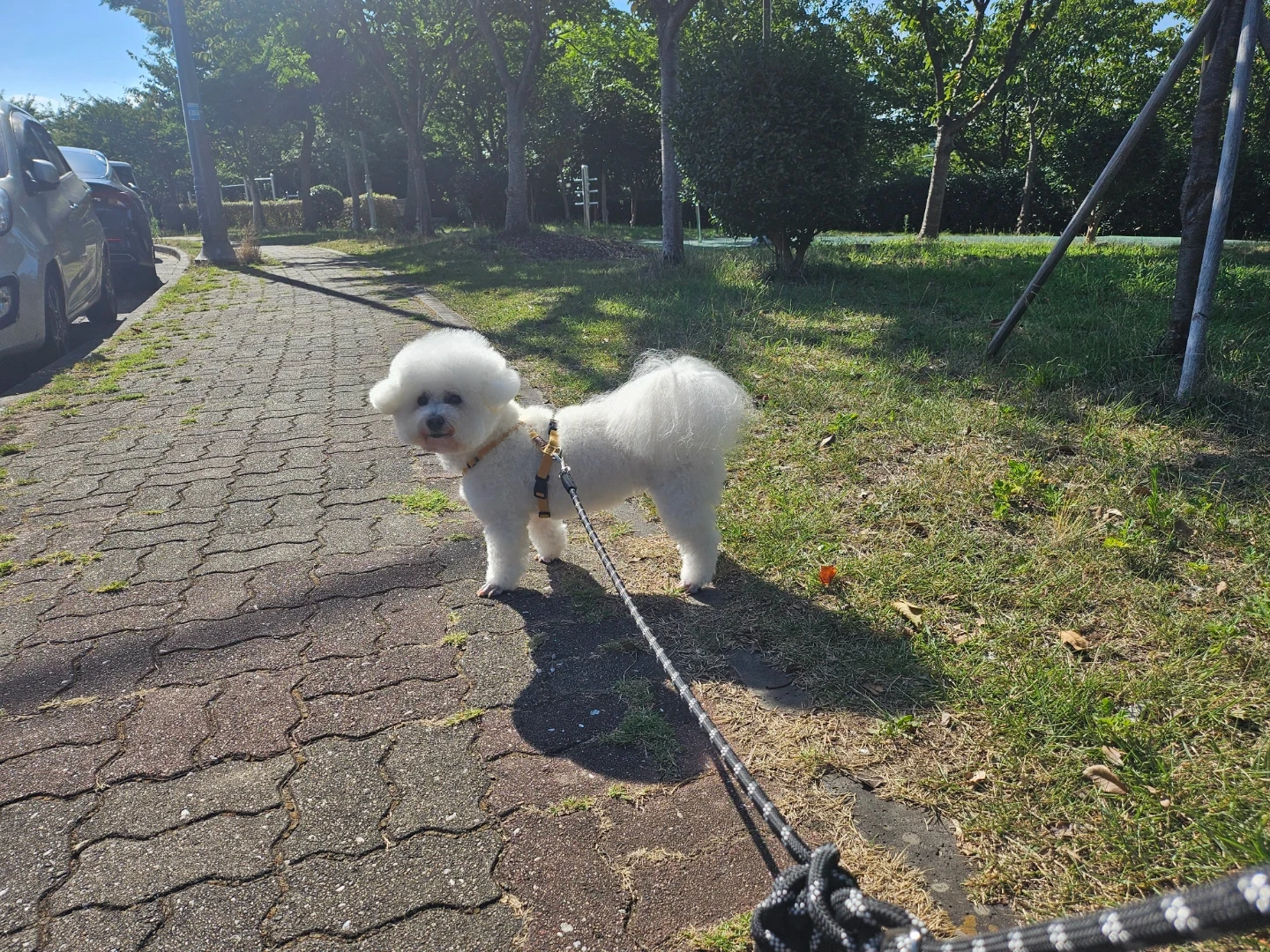 강아지 산책알바