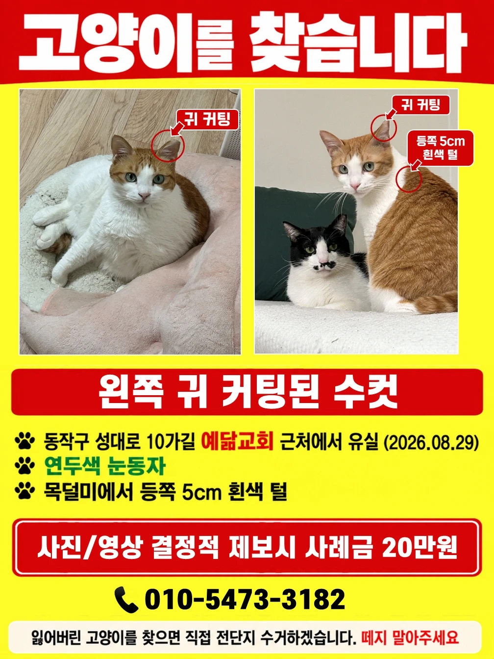 가출 고양이 전단지 붙이기