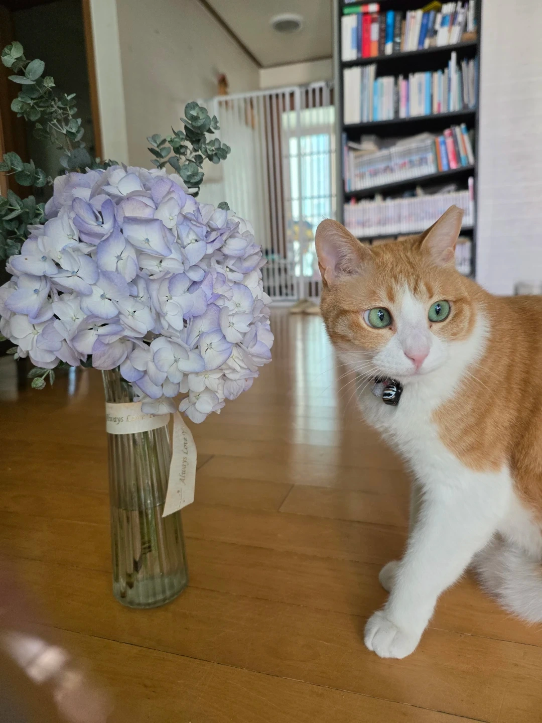추석 당일 고양이 돌봄