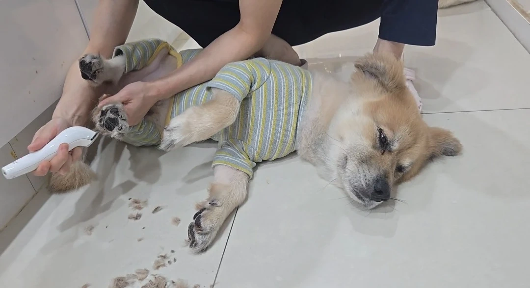 강아지 돌봄 (~12/30까지)