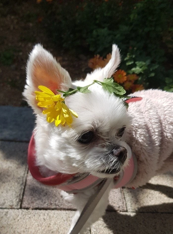 강아지 2시간만 봐주실 분 구합니다:)