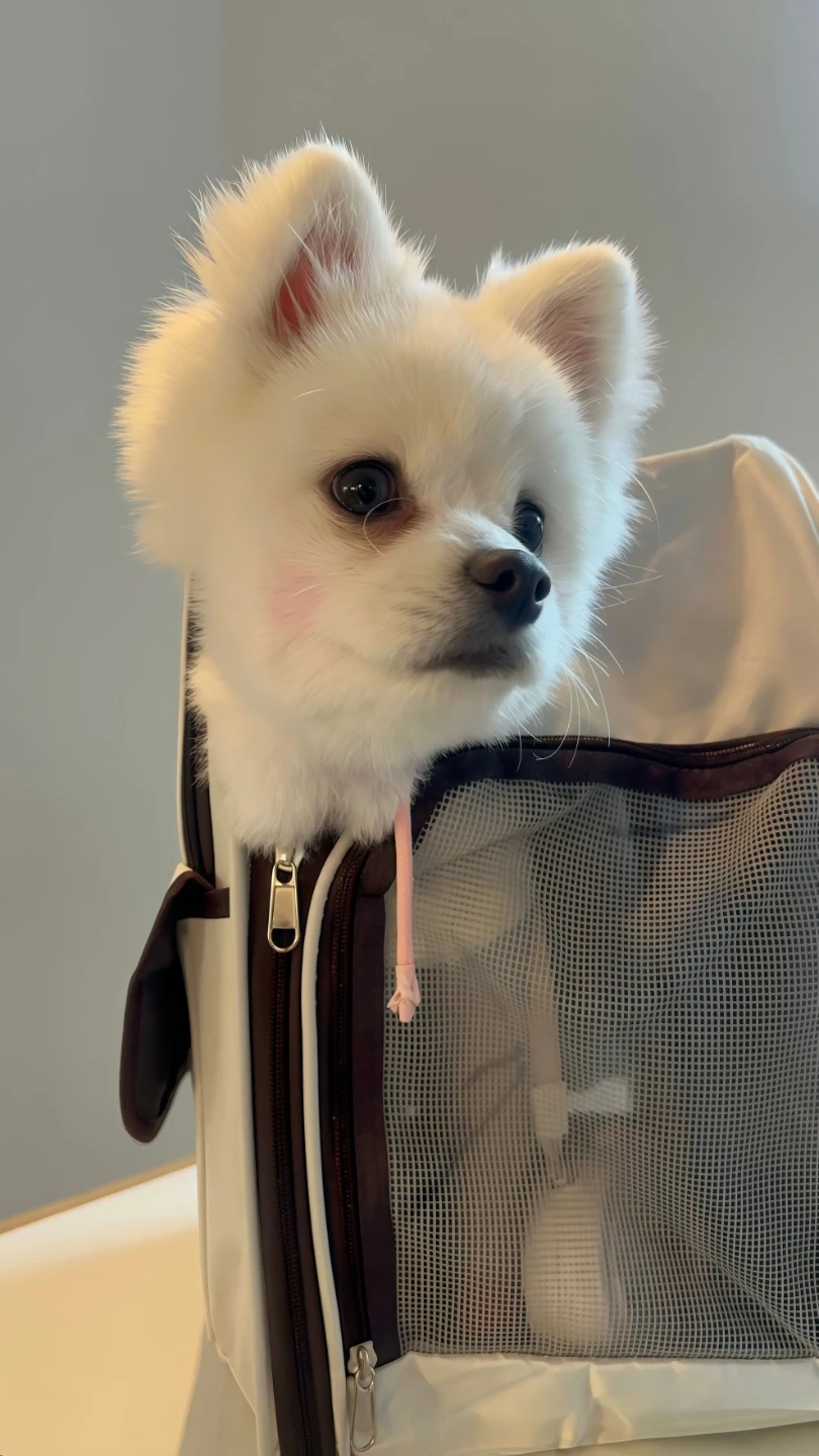 강아지돌봄 해주세요!!