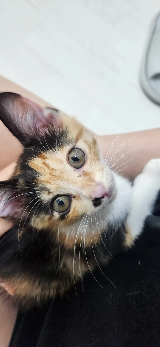아기고양이(2개월) 병원 데려다주실 분