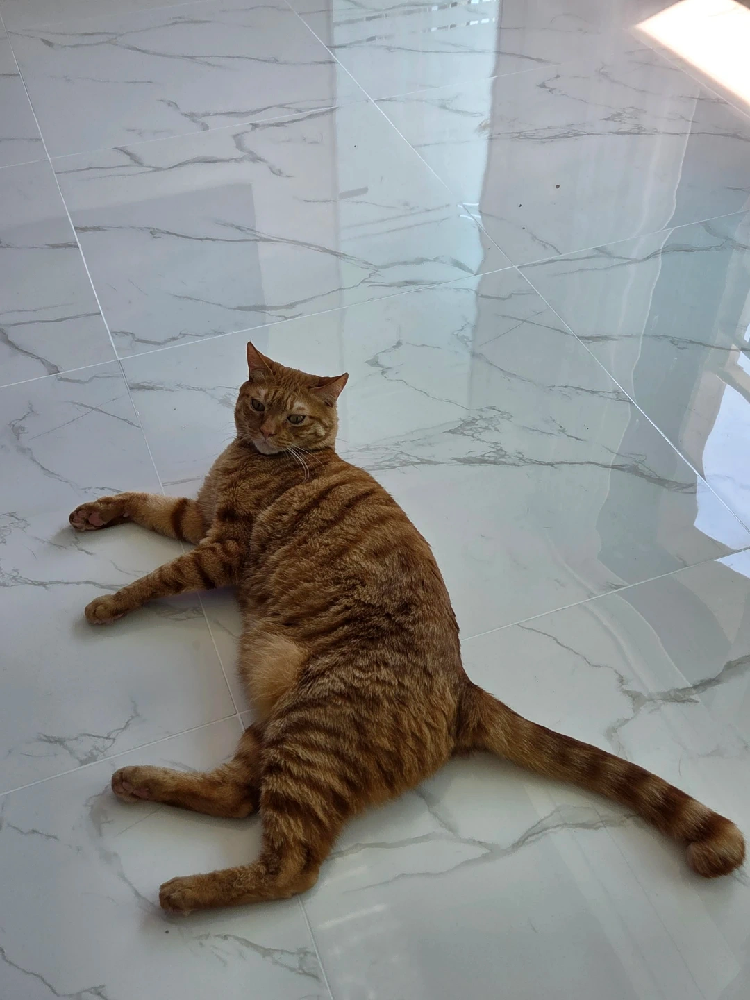 고양이 방문 탁묘