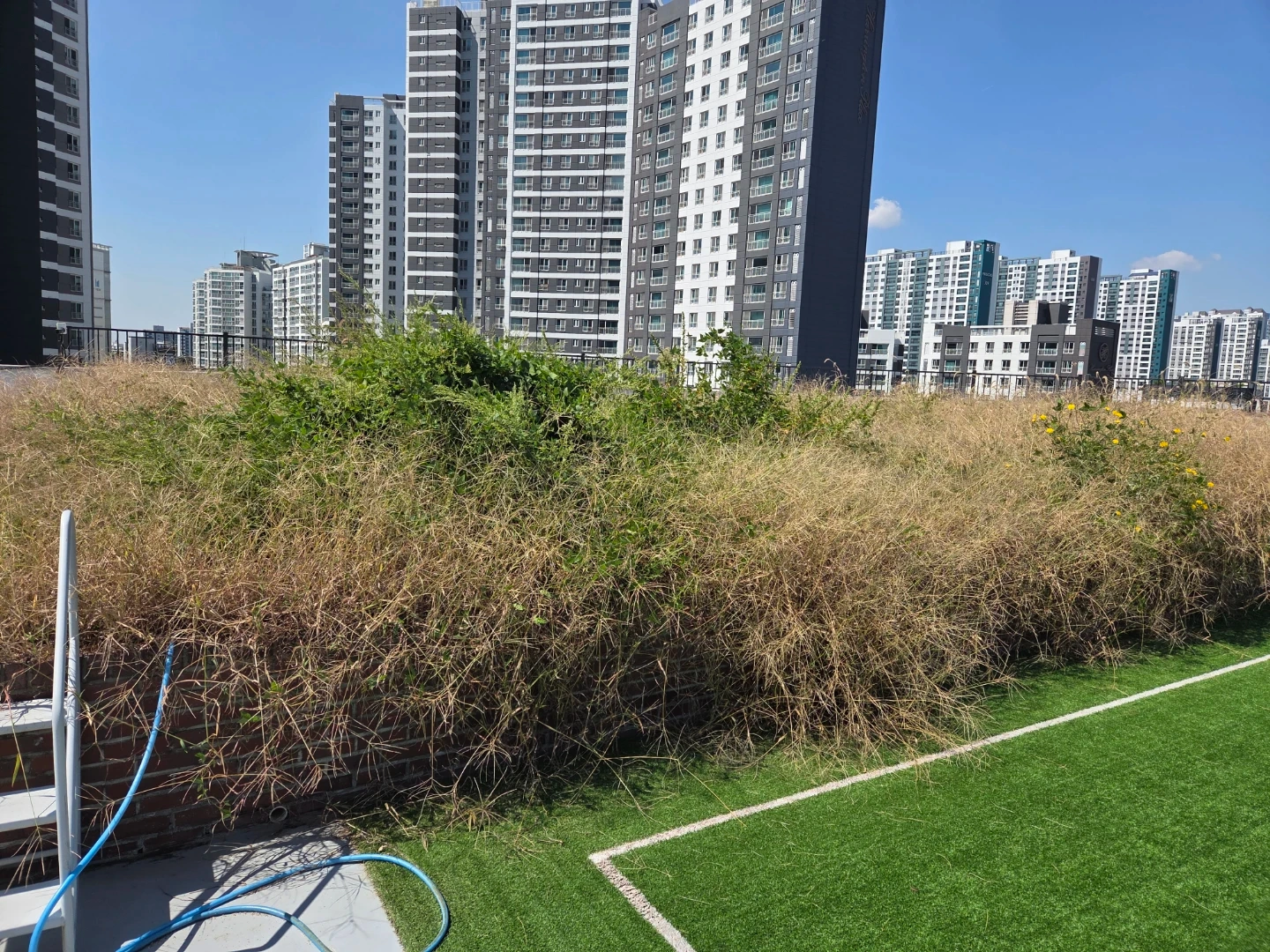 옥상 잡초제거
