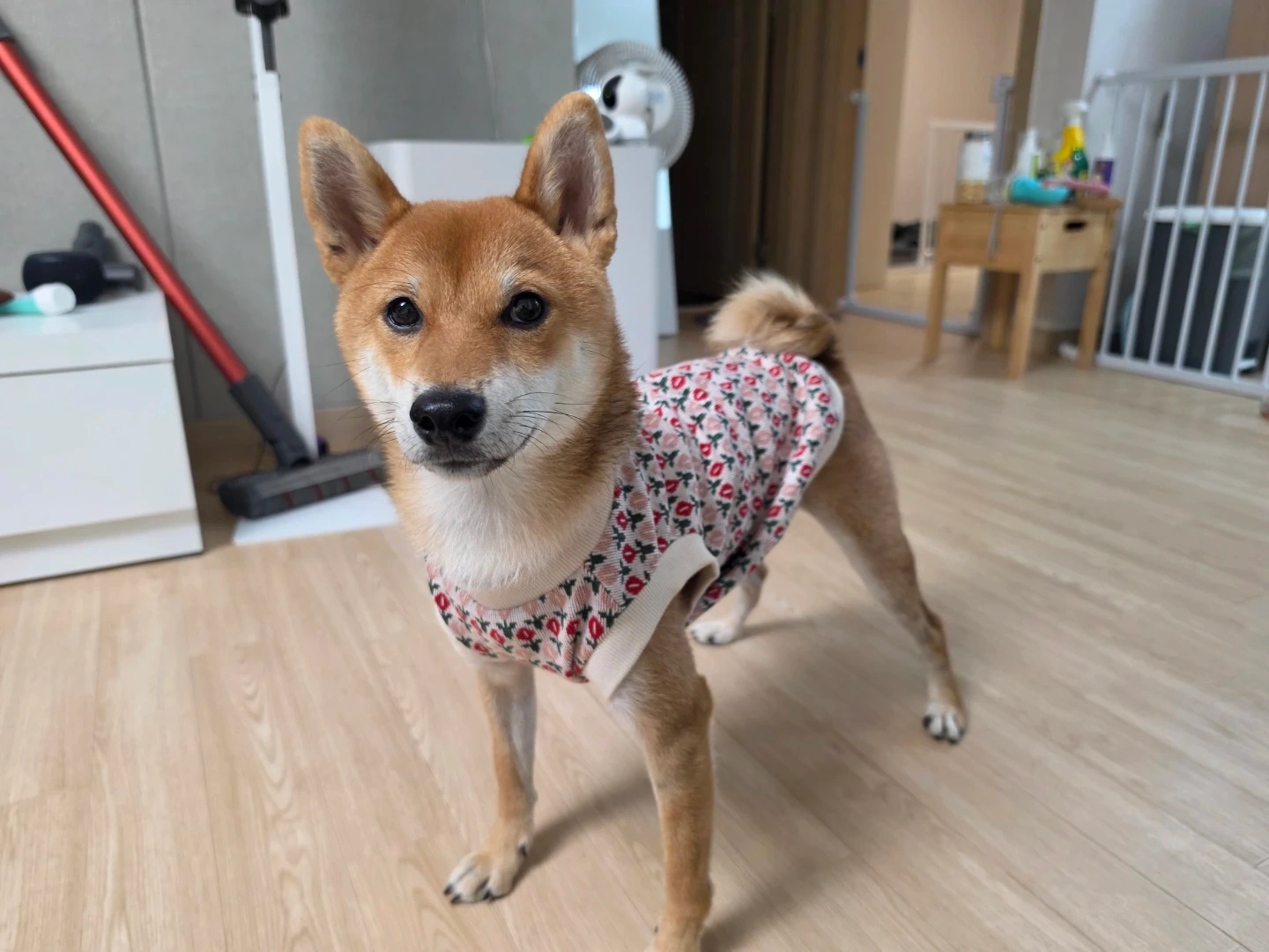 저녁 개 산책알바 구해영