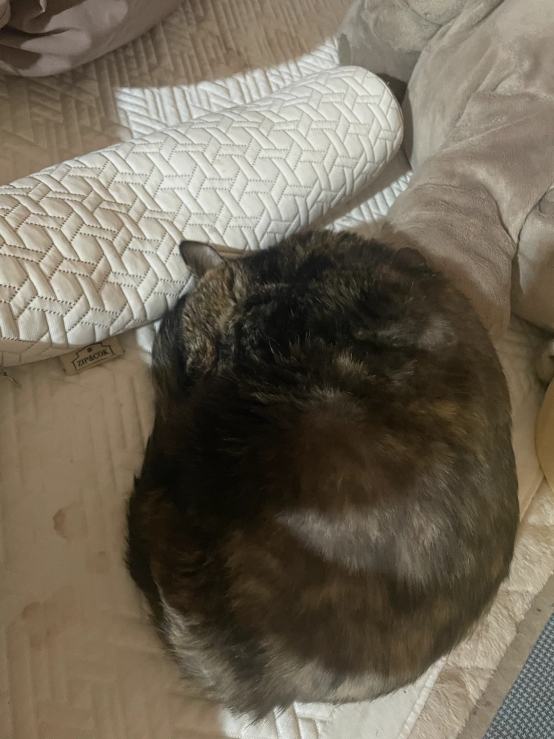 고양이 밥주기