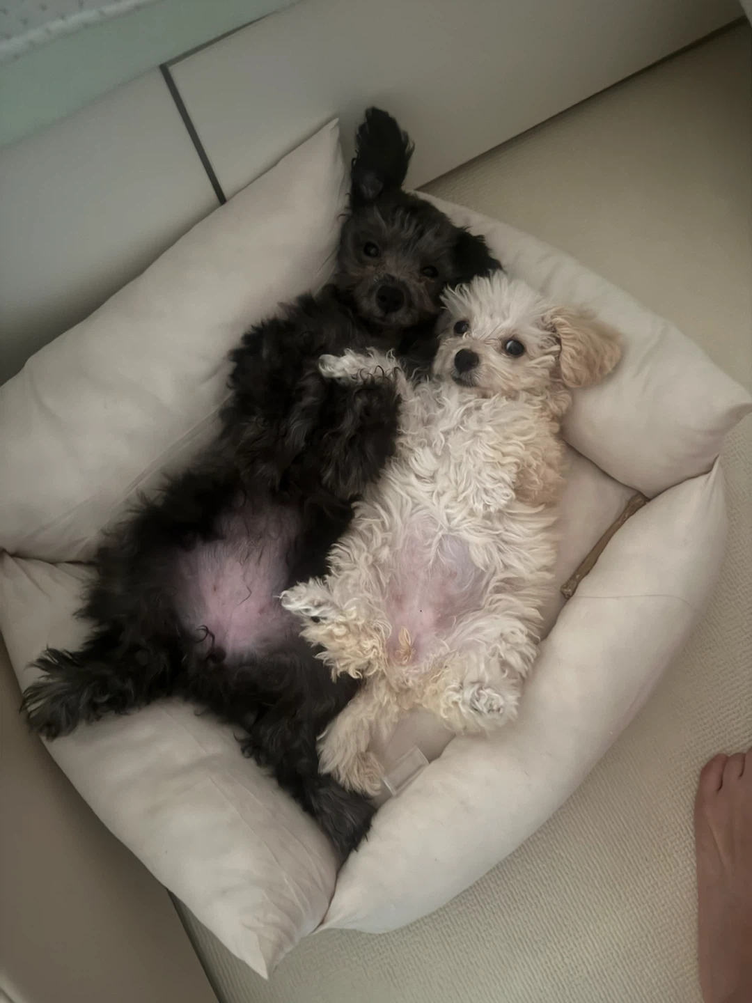 강아지 돌봐주실분!! 10월3일 점심~10월4일점심